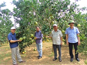 Phát huy vai trò của Hội Nông nghiệp hữu cơ trong phát triển sản xuất NNHC trên địa bàn tỉnh Tuyên Quang
