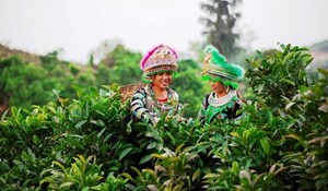 Canh tác chè hữu cơ giúp cải tạo và phục hồi chức năng của đất
